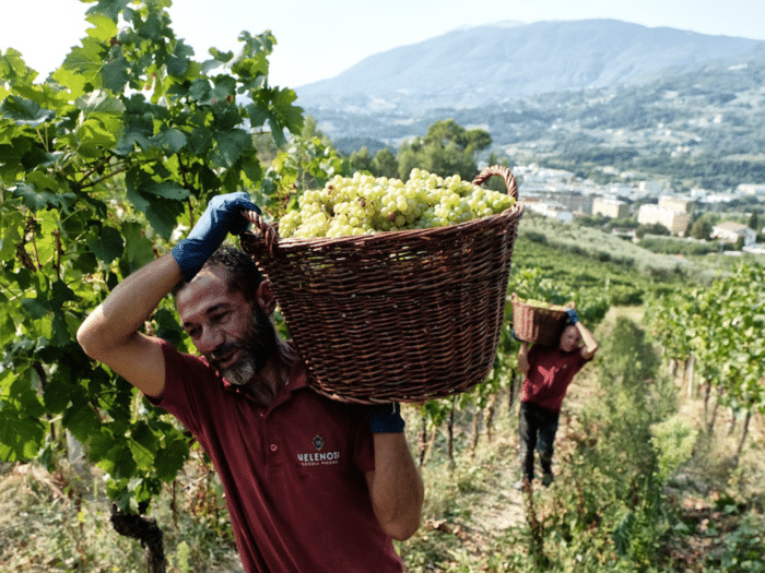 2023-Velenosi DOC Verdicchio dei Castelli di Jesi Classico