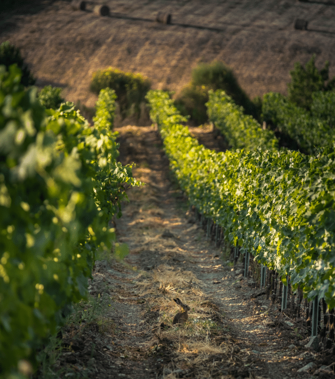 2022-Peri Peri TINUZZO Nerello Mascalese